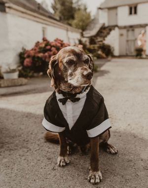 Dog wedding Outfit Ideas