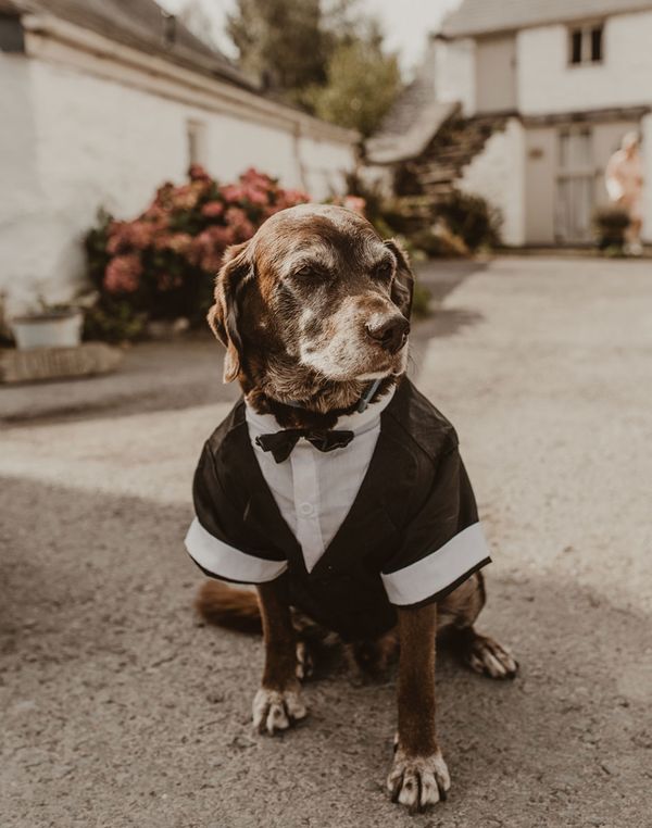 Dog wedding Outfit Ideas