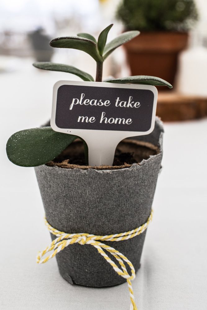 Wedding plant favour with a black and white tag 